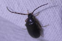 Hymenalia rufipes