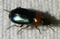 Lebia cyanocephala