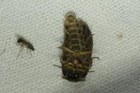 Lampyris noctiluca