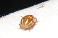 Myzia oblongoguttata