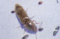 Stenagostus rhombeus