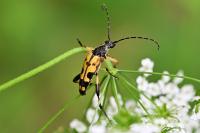 Rutpela maculata
