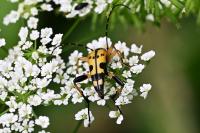 Rutpela maculata