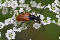 Pseudovadonia livida