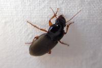 Pseudoophonus rufipes