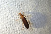 Nacerdes carniolica