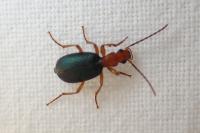 Brachinus