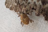 Curculio