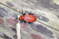 Pyrochroa serraticornis