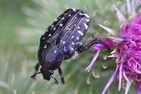 Oxythyrea funesta
