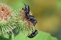 Oxythyrea funesta