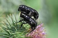 Oxythyrea funesta