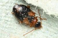 Lebia scapularis