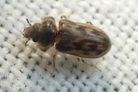 Heterocerus