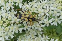 Rutpela maculata