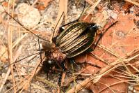 Carabus cancellatus
