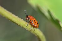 Crioceris duodecimpunctata