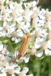 Oedemera podagrariae