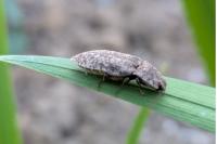 Agrypnus murinus