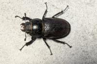 Lucanus cervus