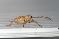 Curculio elephas