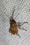 Curculio glandium