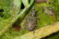 Elaphrus riparius