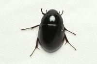 Hydrochara caraboides