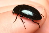 Hydrochara caraboides