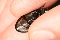 Hydrochara caraboides