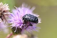 Oxythyrea funesta