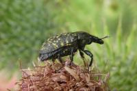 Larinus turbinatus