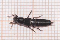 Quedius levicollis