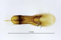 Bisnius fimetarius