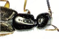 Bisnius fimetarius