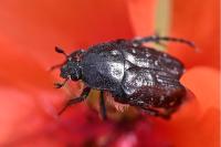 Oxythyrea funesta