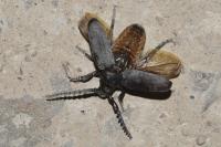 Prionus coriarius