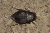 Dytiscus marginalis