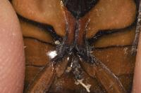 Dytiscus marginalis