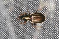Chlaenius spoliatus