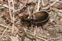 Chlaenius spoliatus