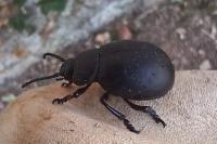 Timarcha tenebricosa