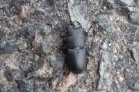 Dorcus parallelipipedus