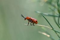 Crioceris duodecimpunctata