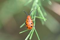Crioceris duodecimpunctata