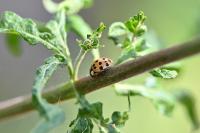 Harmonia axyridis