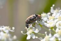 Megabruchidius dorsalis