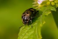 Variimorda
