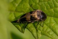 Variimorda