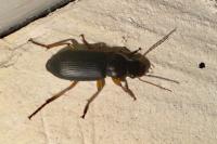 Pseudoophonus rufipes